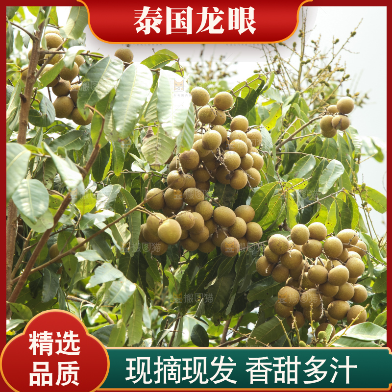 树上的新鲜龙眼