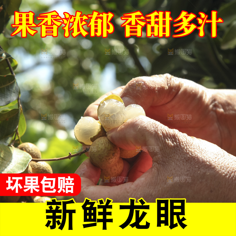 树上的新鲜龙眼
