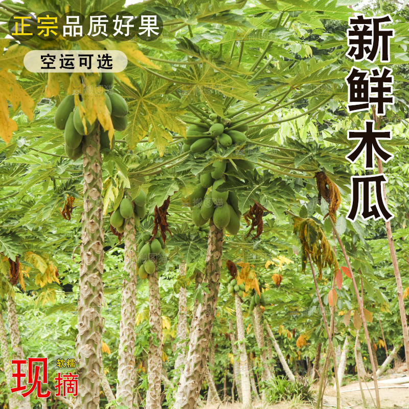 树上的木瓜