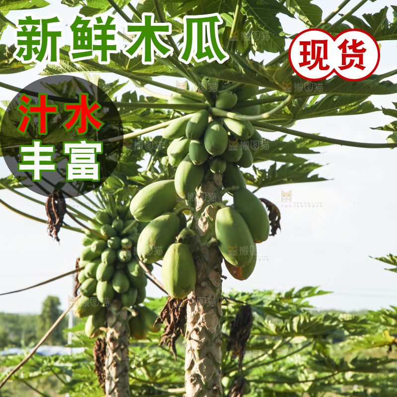 树上的木瓜