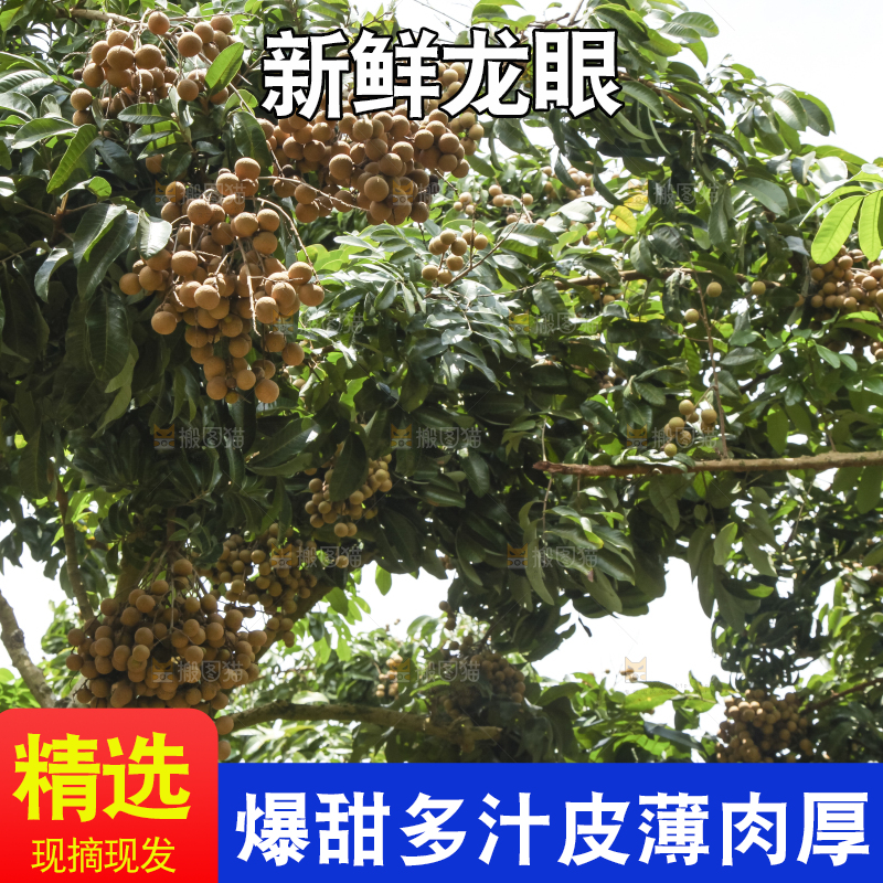 树上的新鲜龙眼