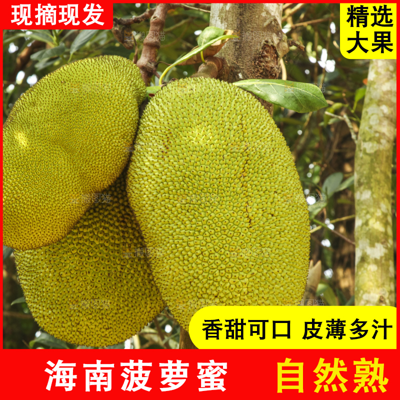 树上的新鲜菠萝蜜