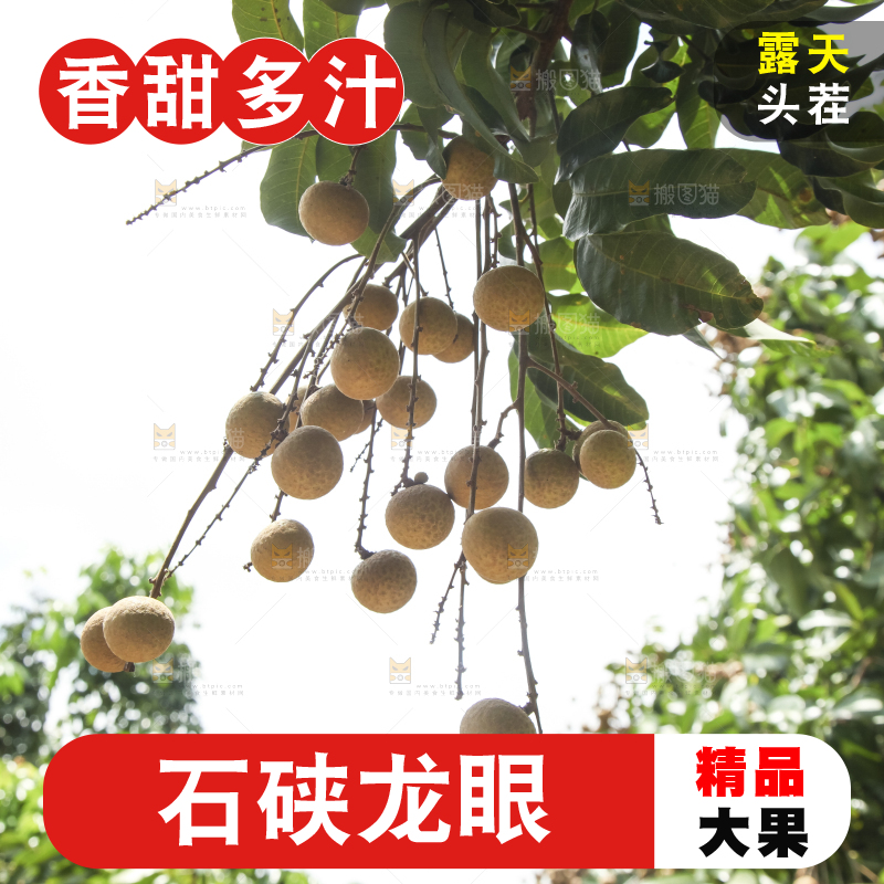 树上的新鲜龙眼