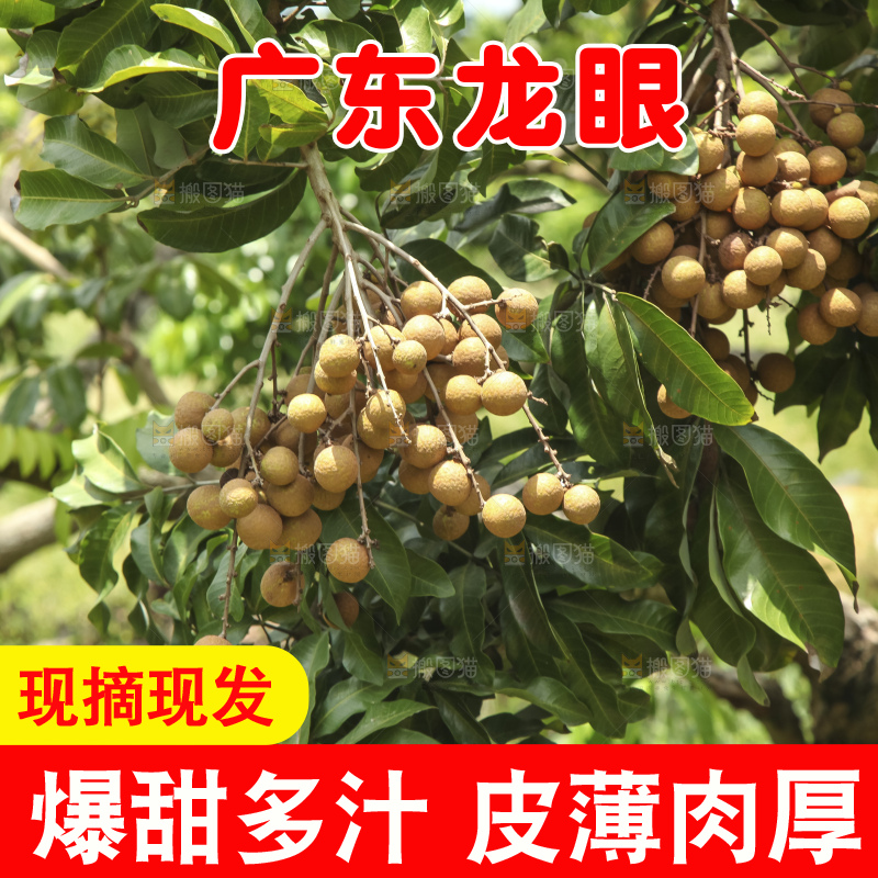 树上的新鲜龙眼