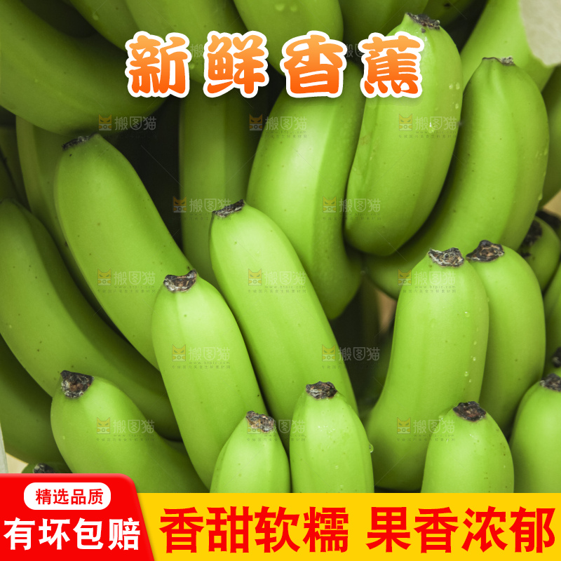 树上的新鲜香蕉