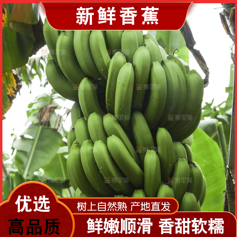 树上的新鲜香蕉