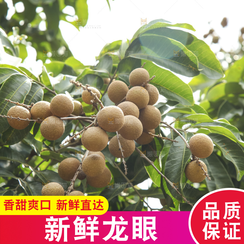 树上的新鲜龙眼