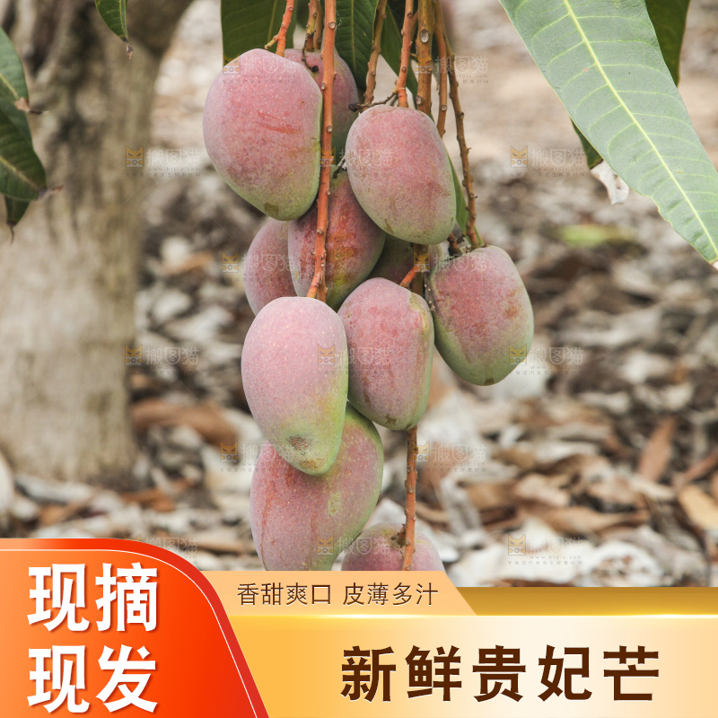 树上的新鲜芒果