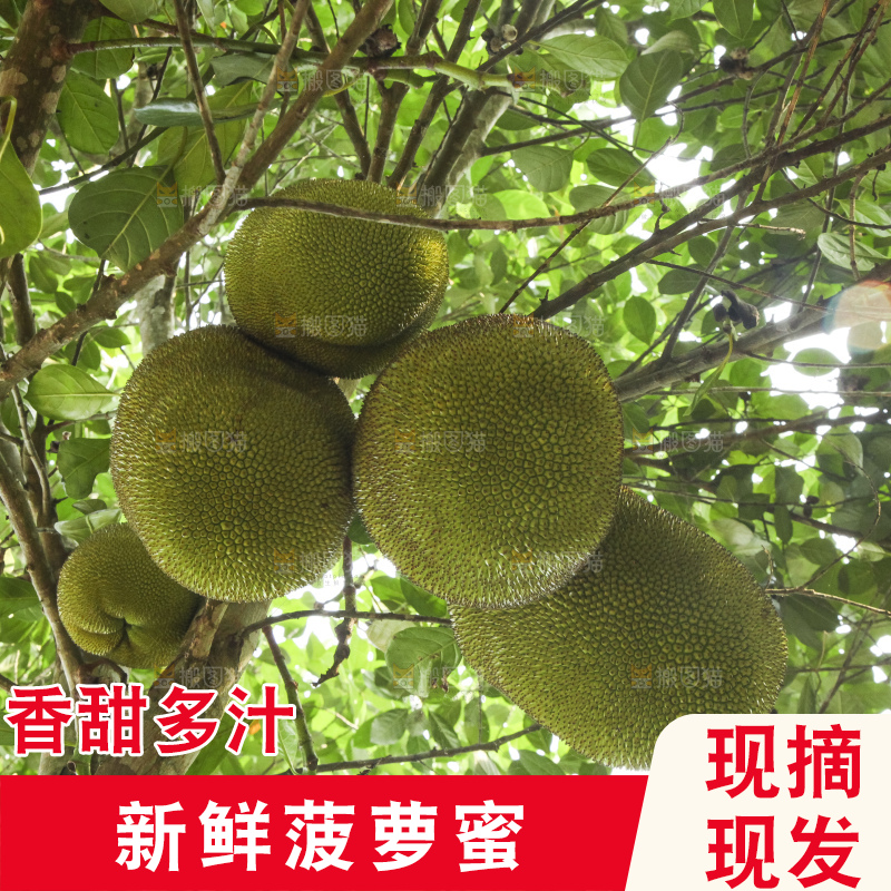 树上的新鲜菠萝蜜