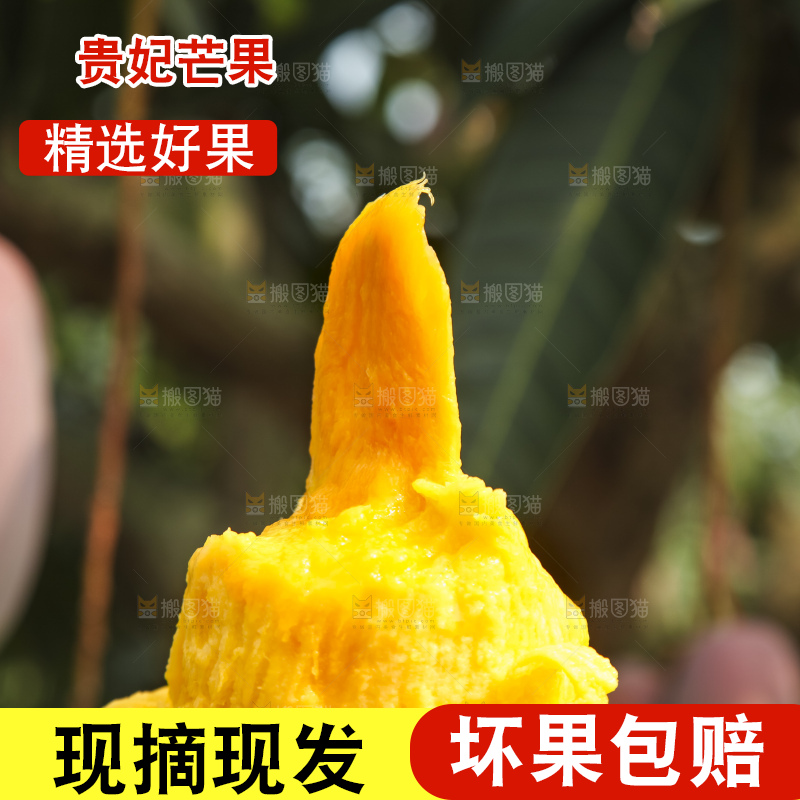 树上的新鲜芒果
