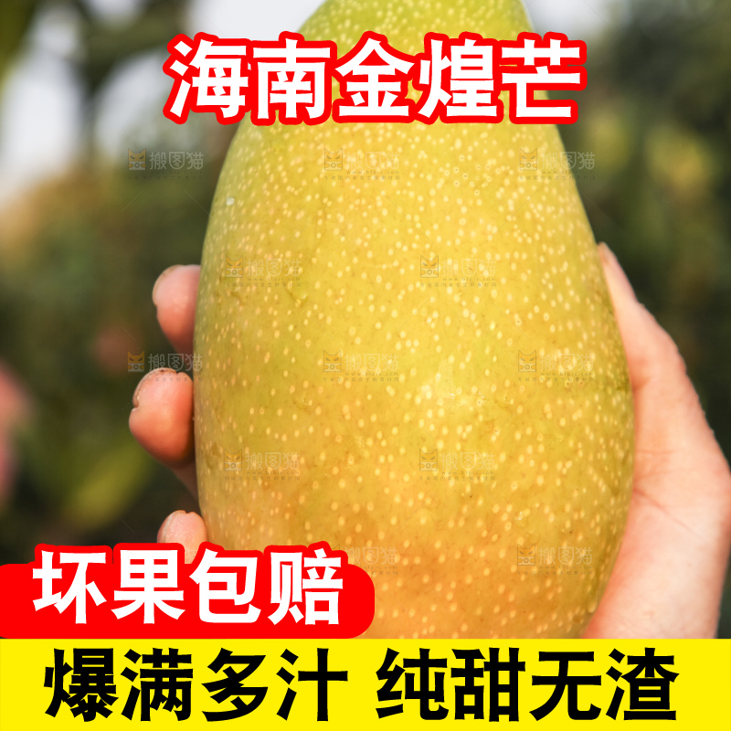 手里拿着金煌芒