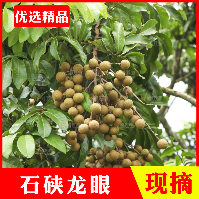 树上的新鲜龙眼
