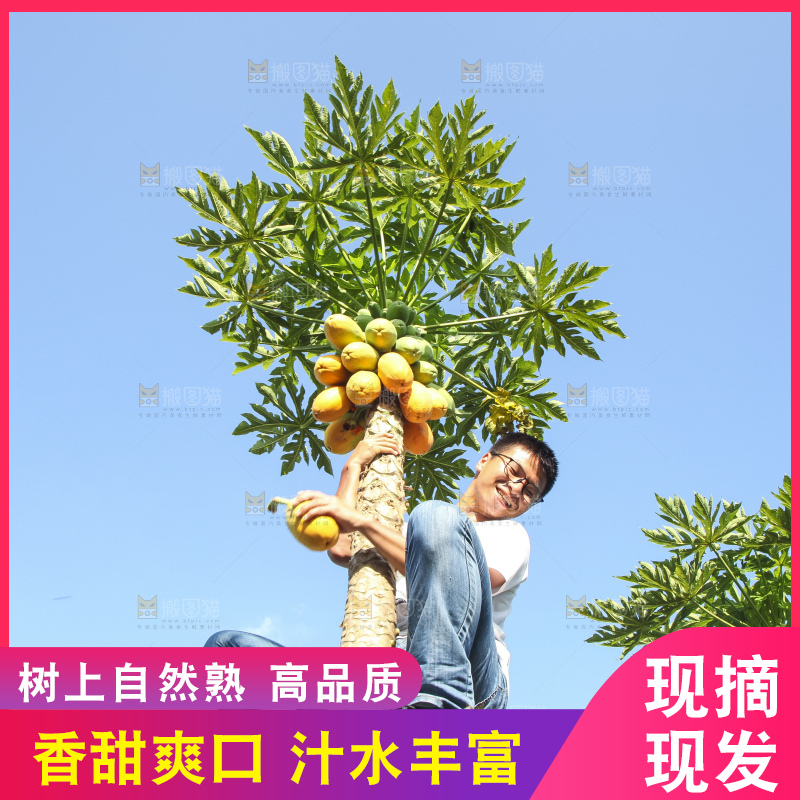 树上的木瓜