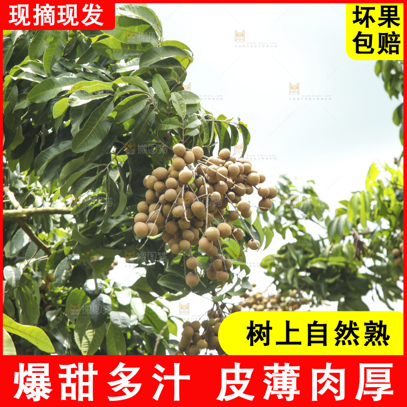 树上的新鲜龙眼