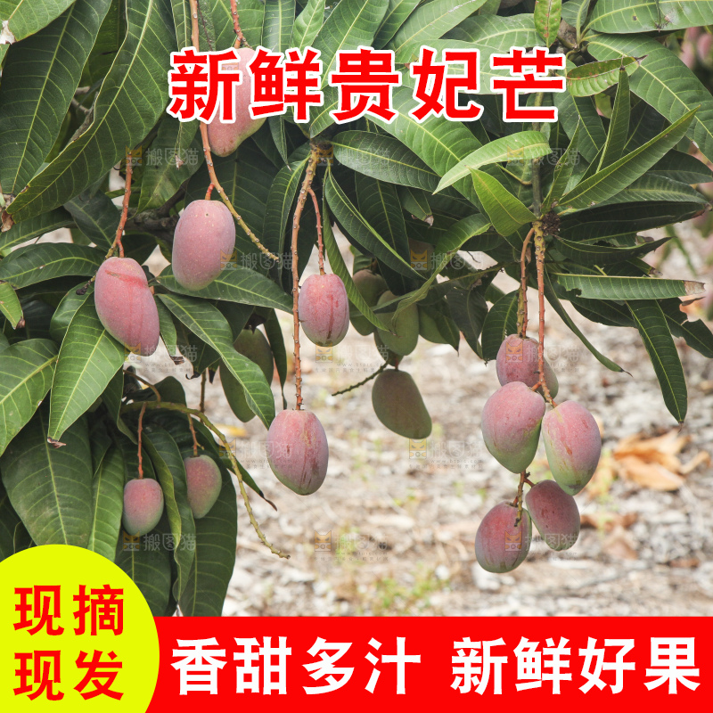 树上的新鲜芒果