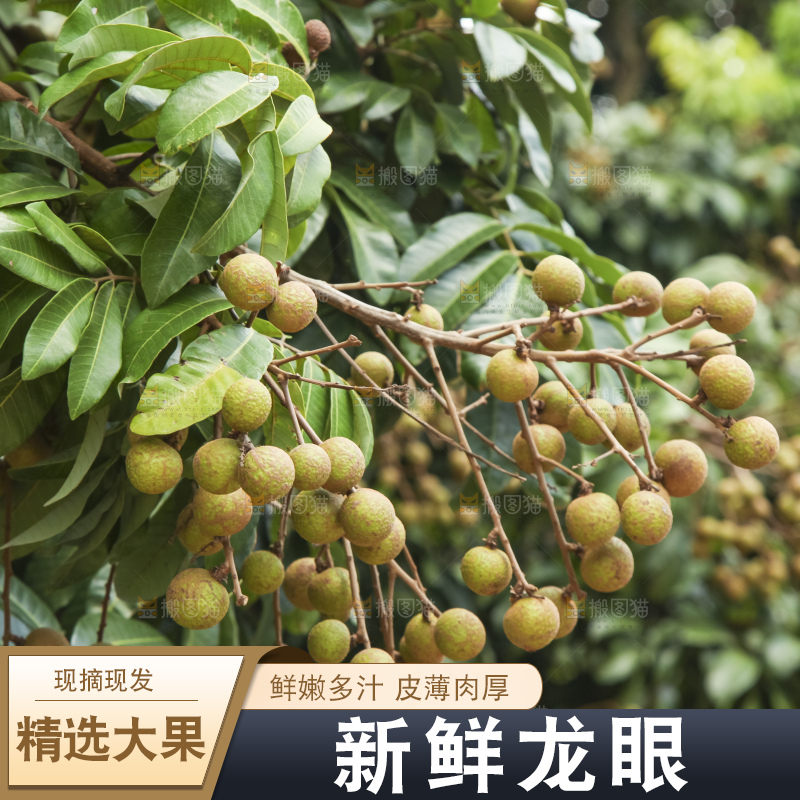 树上的新鲜龙眼