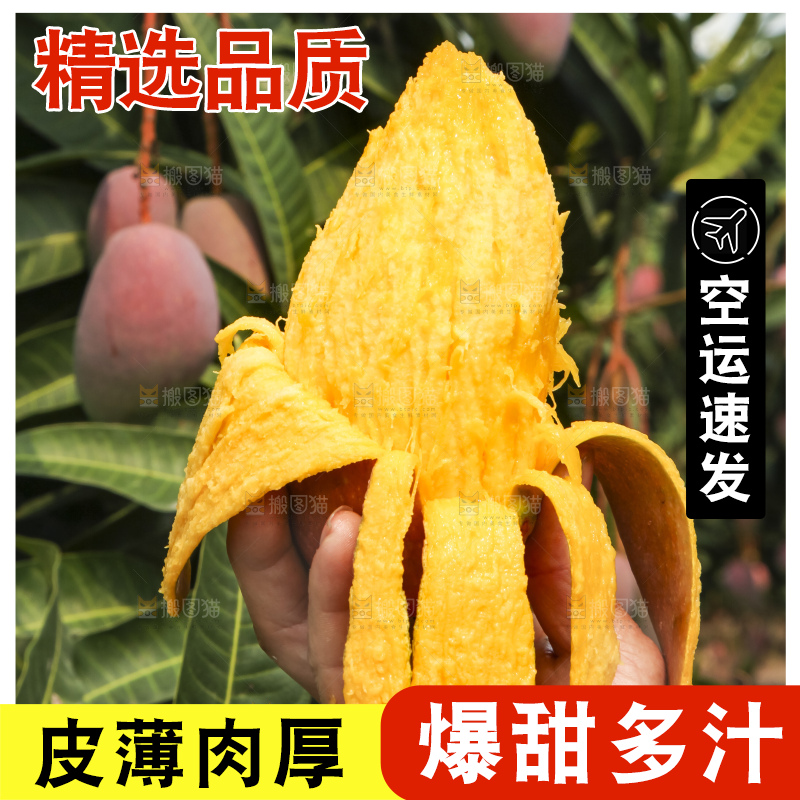 树上的新鲜芒果