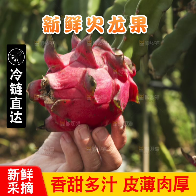 火龙果产地