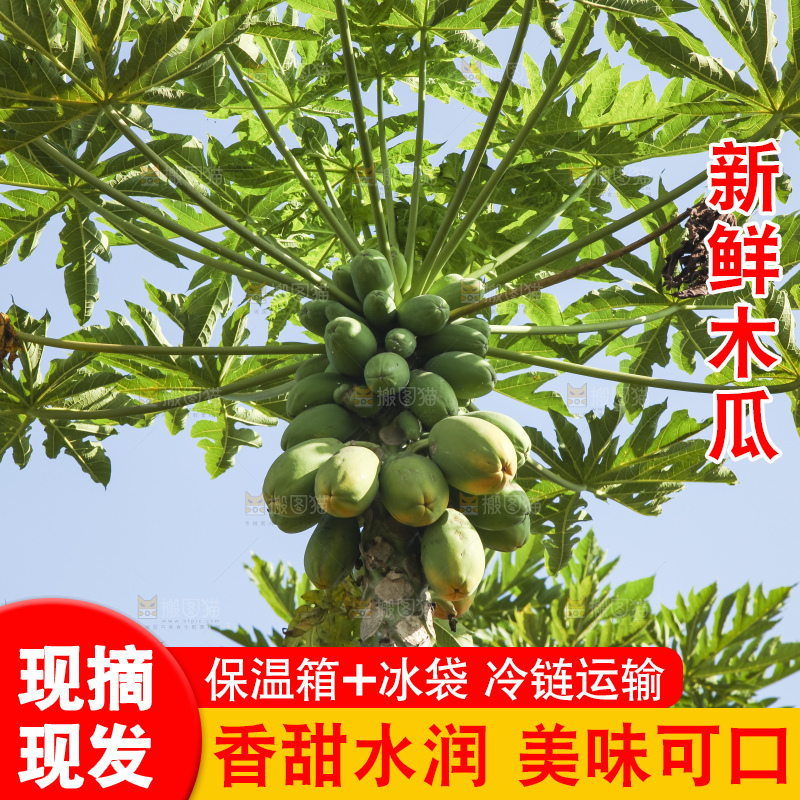 树上的木瓜