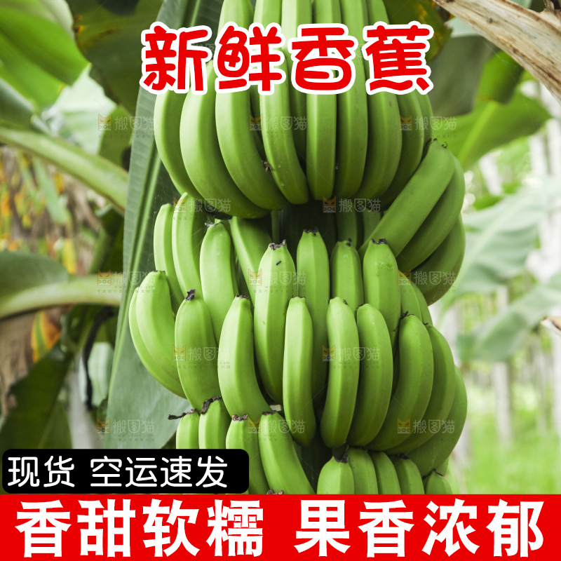 树上的新鲜香蕉