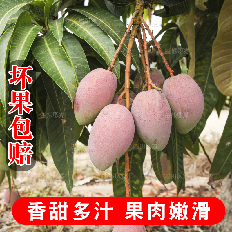 树上的新鲜芒果