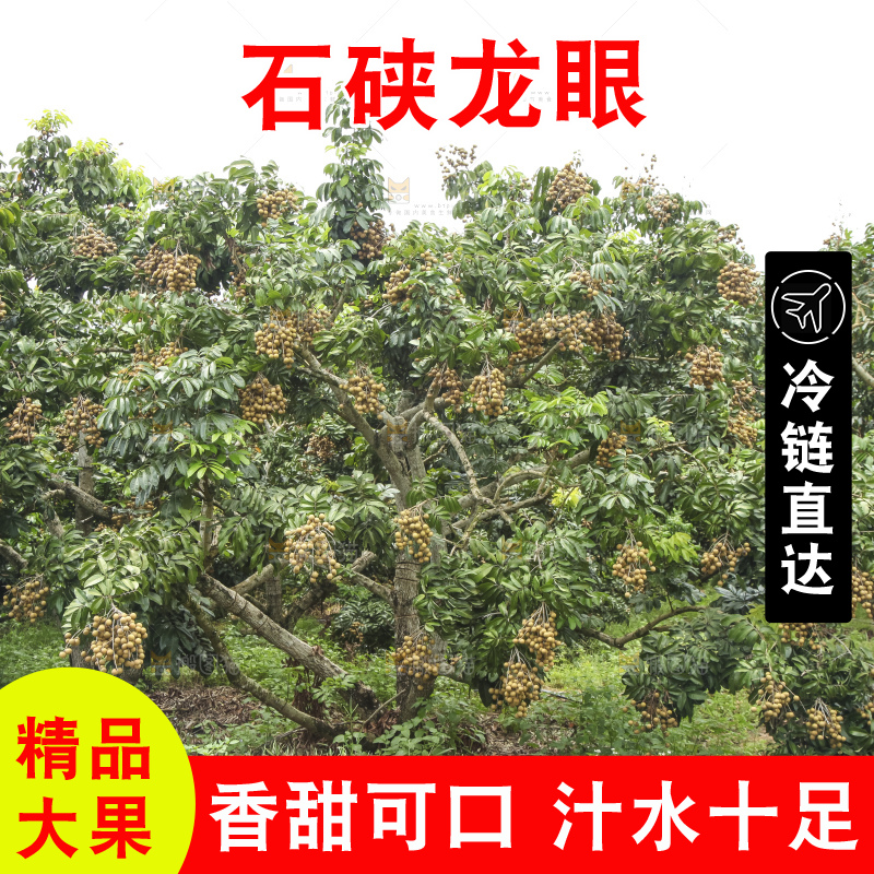 树上的新鲜龙眼