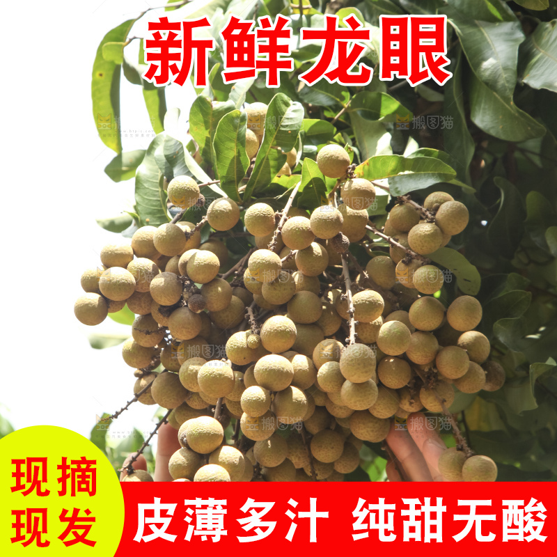 树上的新鲜龙眼