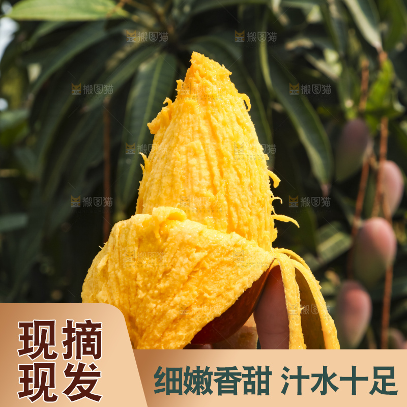 树上的新鲜芒果
