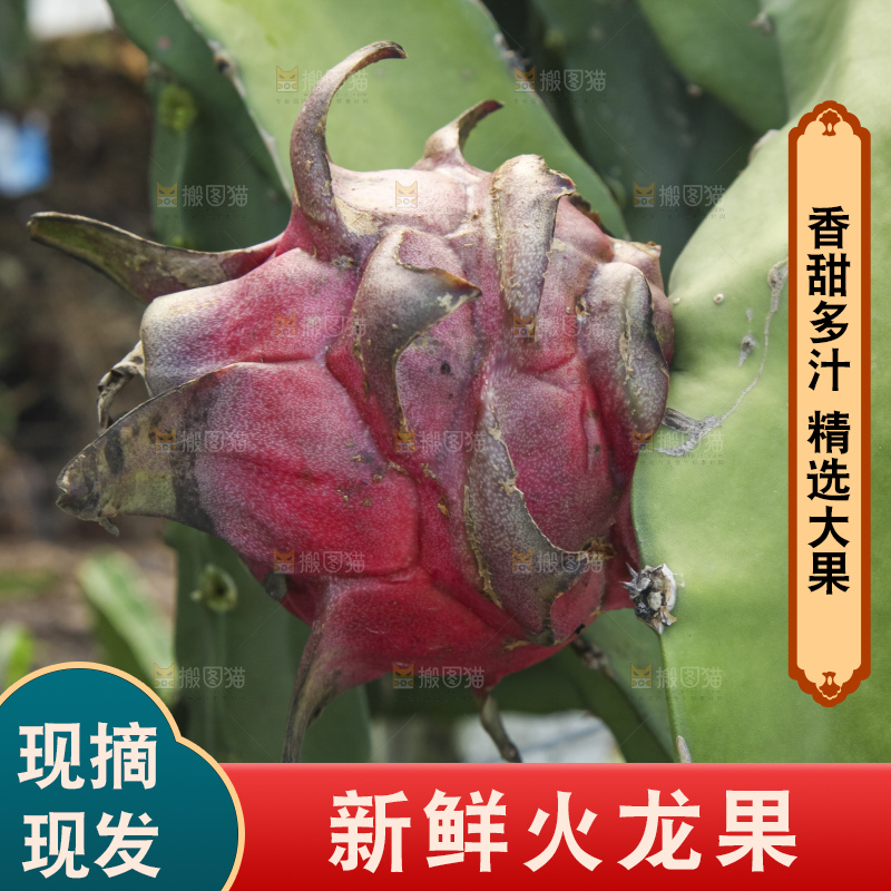 火龙果产地