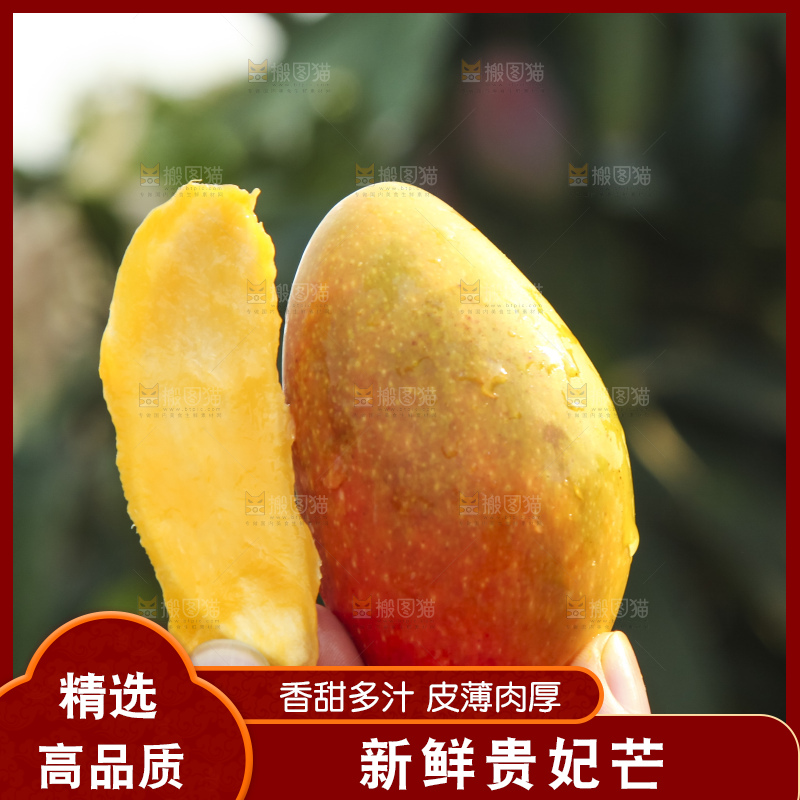 树上的新鲜芒果