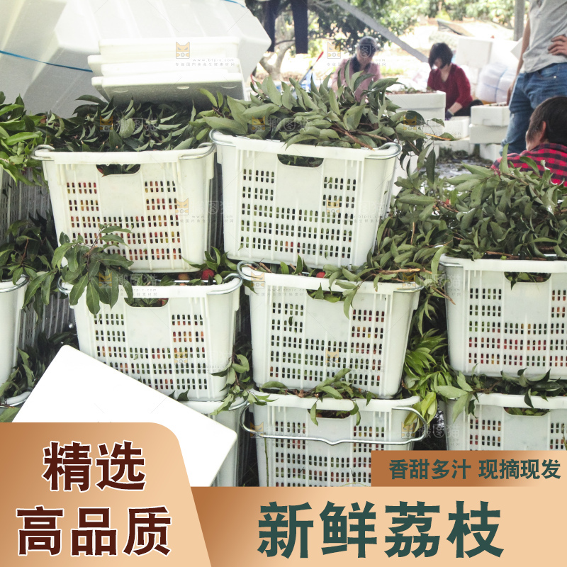 树上的荔枝