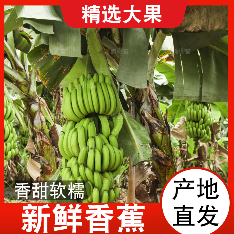 树上的新鲜香蕉