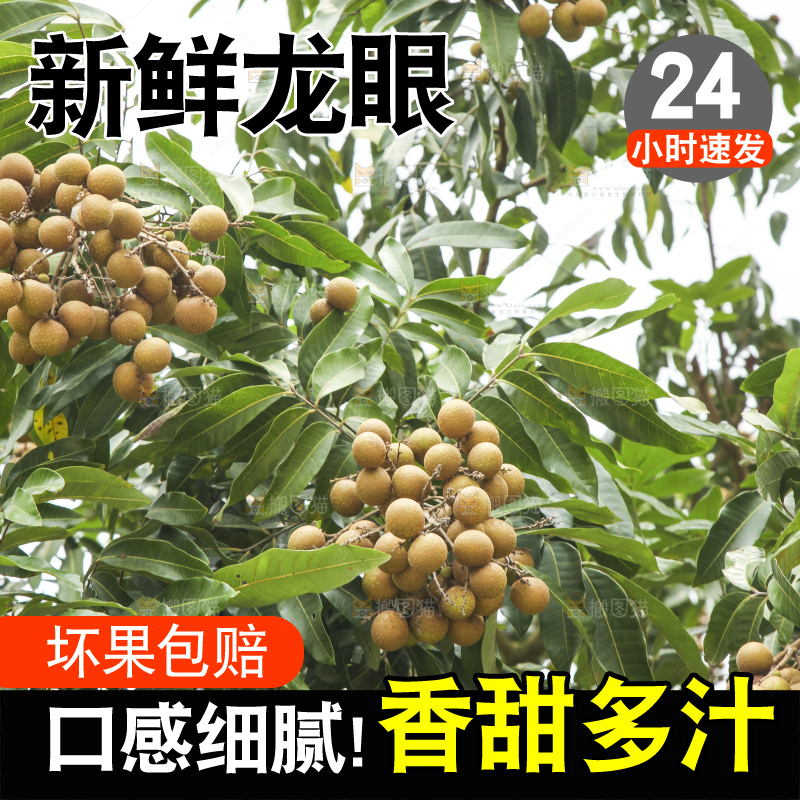 树上的新鲜龙眼