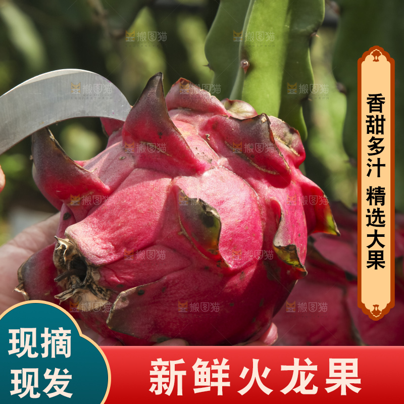 火龙果产地