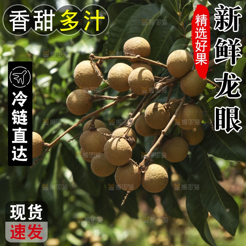 树上的新鲜龙眼