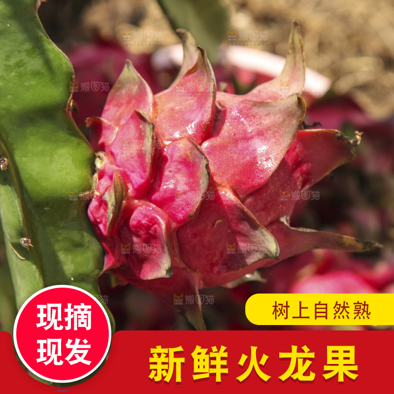 火龙果产地