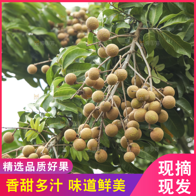 树上的新鲜龙眼