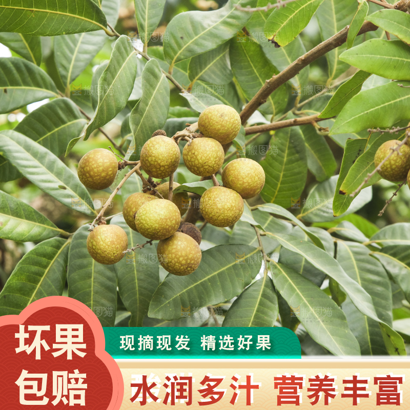 树上的新鲜龙眼