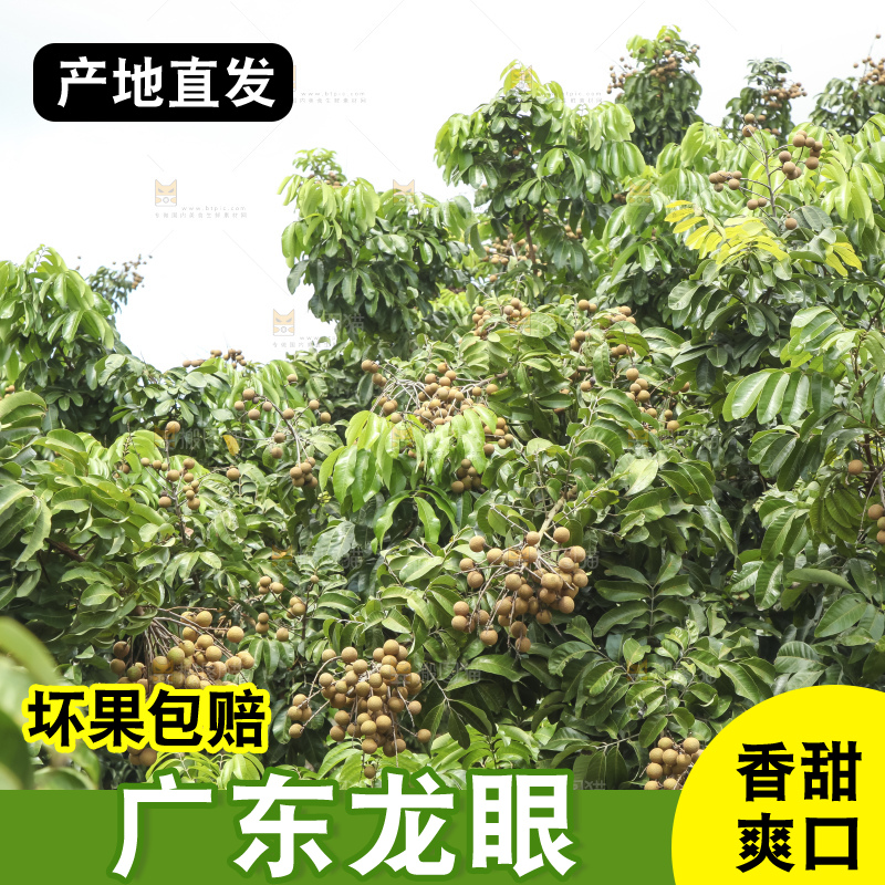 树上的新鲜龙眼