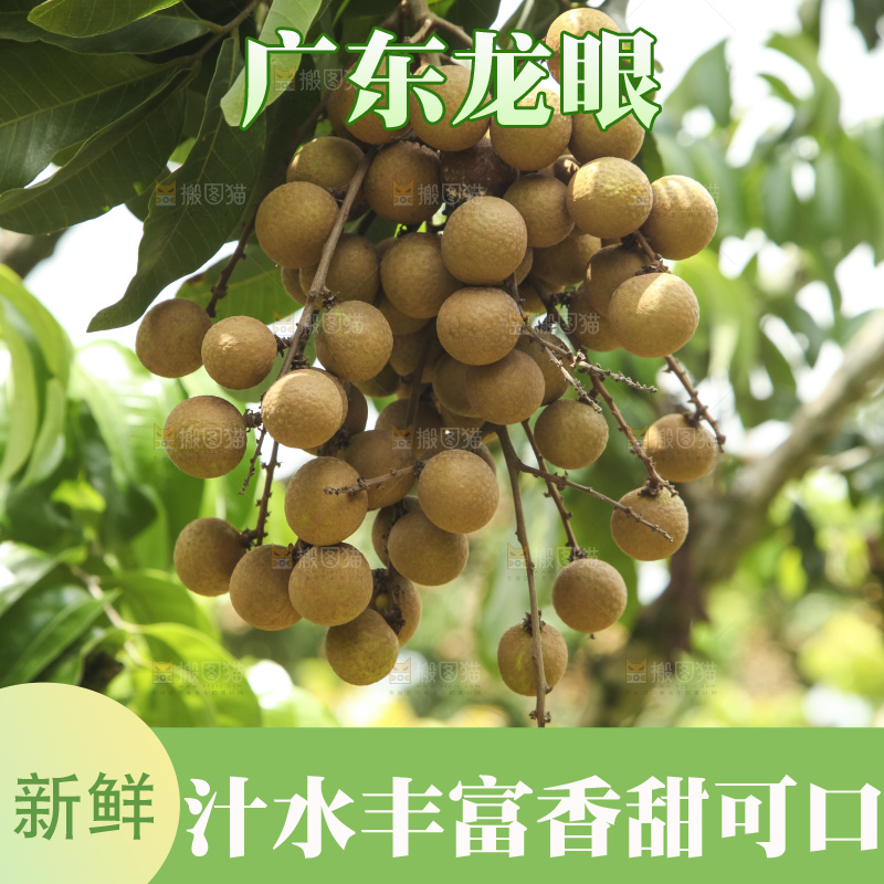 树上的新鲜龙眼