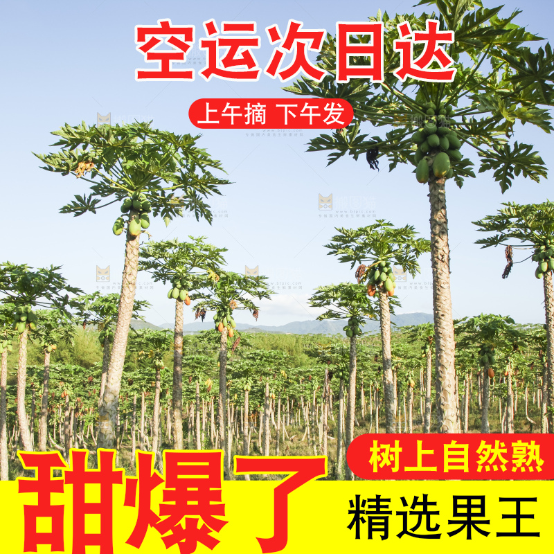 树上的木瓜