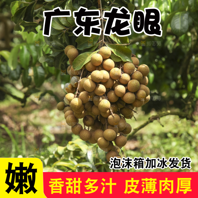 树上的新鲜龙眼