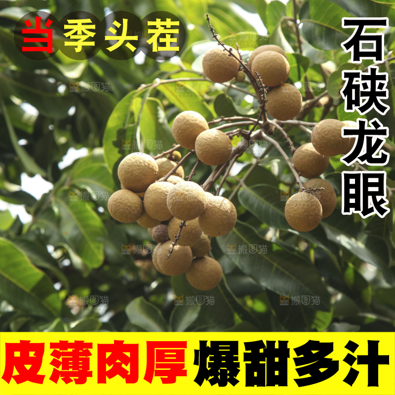 树上的新鲜龙眼