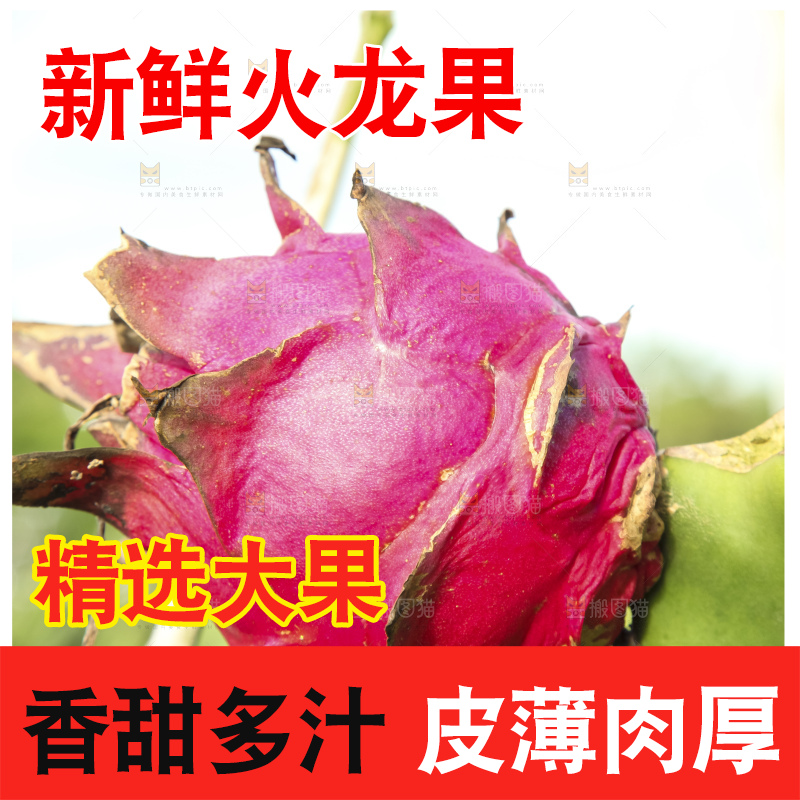 火龙果产地