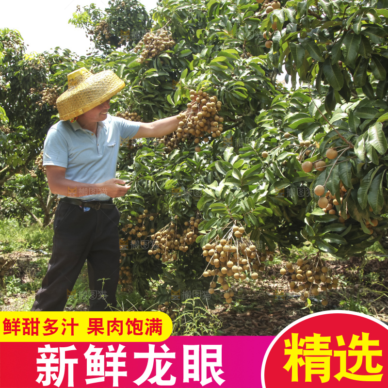 树上的新鲜龙眼