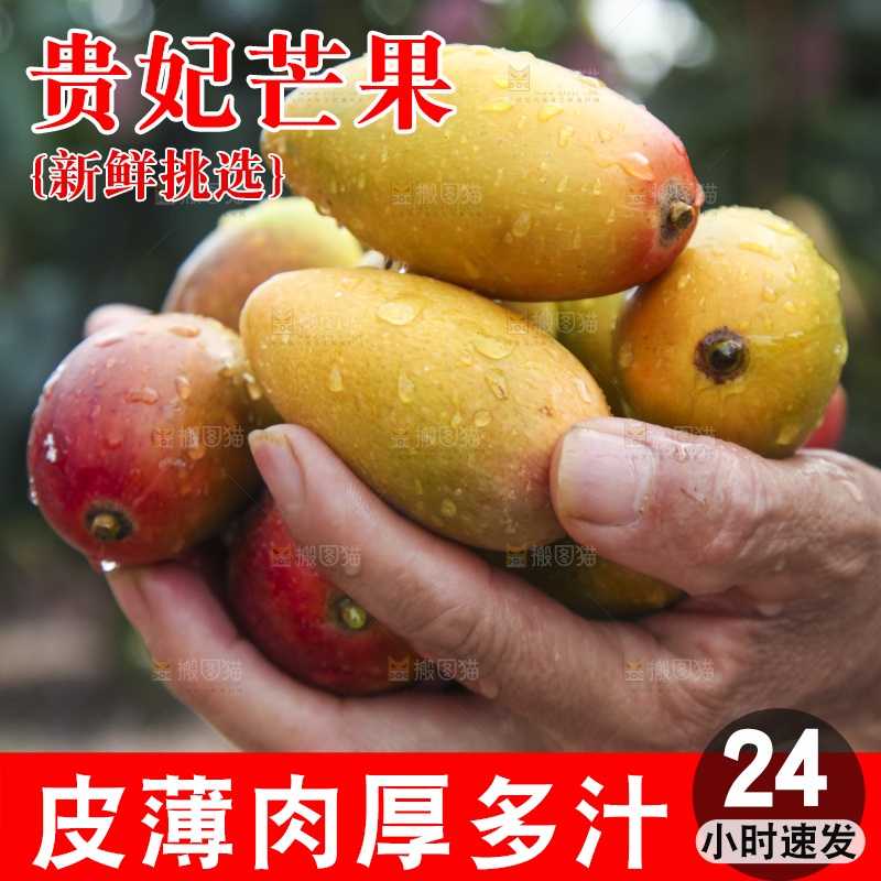 树上的新鲜芒果