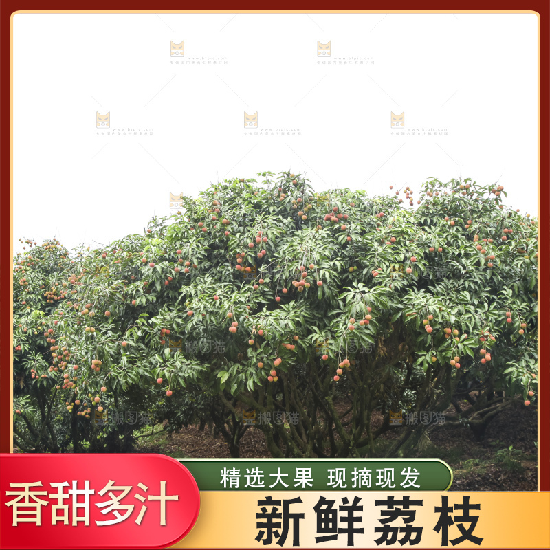 树上的荔枝