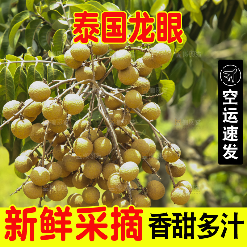 树上的新鲜龙眼