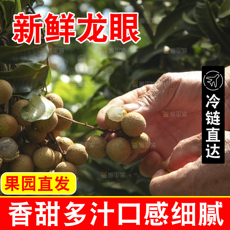 树上的新鲜龙眼