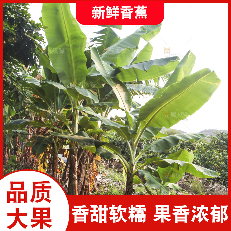 树上的新鲜香蕉